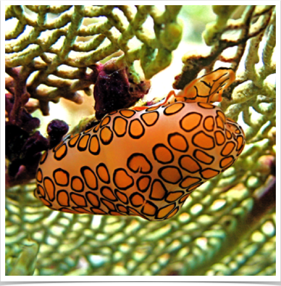 Exploring Mayreau Gardens reef. Flamingo Tongue (Cyphoma gibbosum) feeding on sea fan. Exploring Mayreau Gardens reef. Flamingo Tongue (Cyphoma gibbosum) feeding on sea fan.